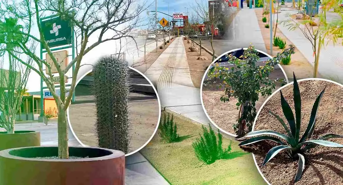 "Las nuevas áreas verdes en el desnivel de Hermosillo buscan mejorar el entorno urbano."