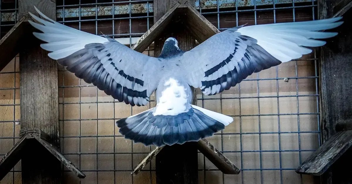 Descubre el mundo de las palomas mensajeras y la pasión de los criadores en Jerez.