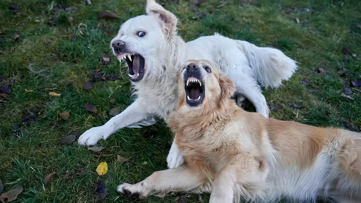 Un estudio revela sorpresas sobre la agresividad de ciertos perros pequeños e inteligentes.