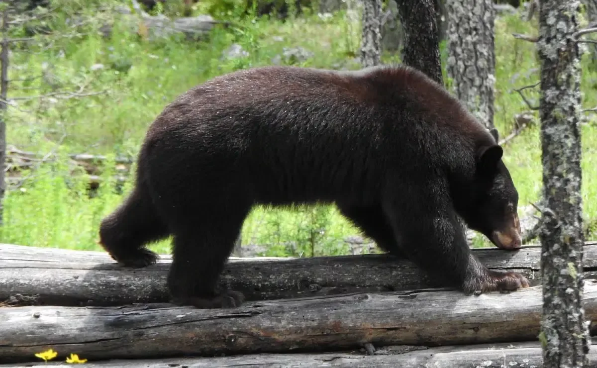 La liberación del oso negro es un avance en la conservación de esta especie en peligro de extinción.