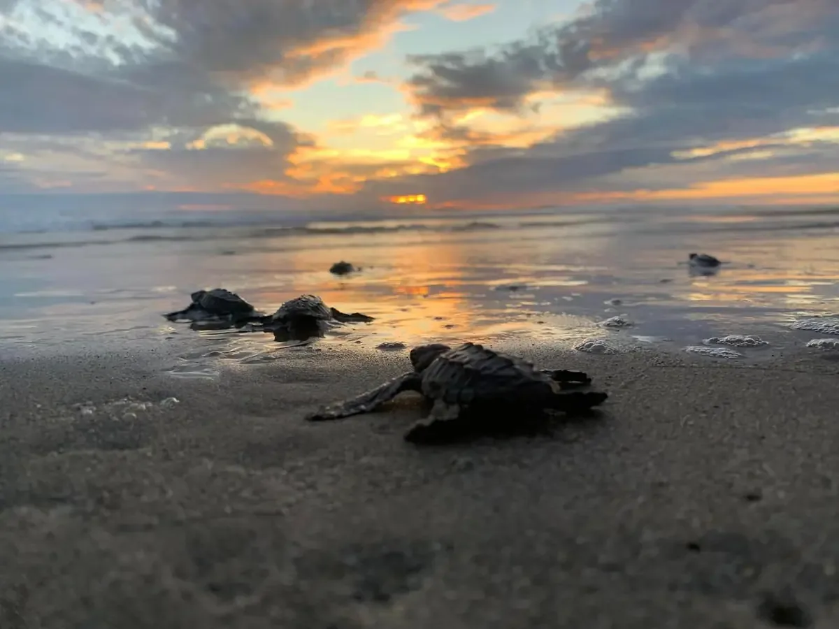 Tras el paso del huracán Polo, se liberan tortugas en Lázaro Cárdenas, simbolizando la recuperación de la zona costera.