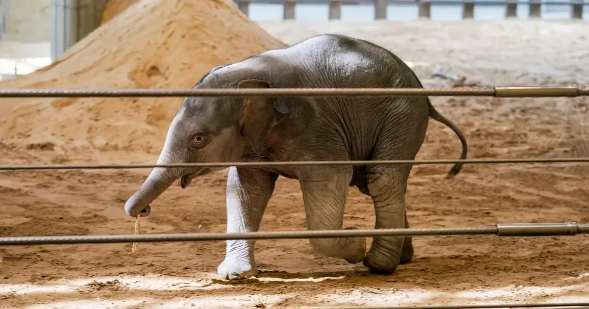 Linh Mai, una rara cría de elefante asiático, aparece en público en el Día de la Tierra.