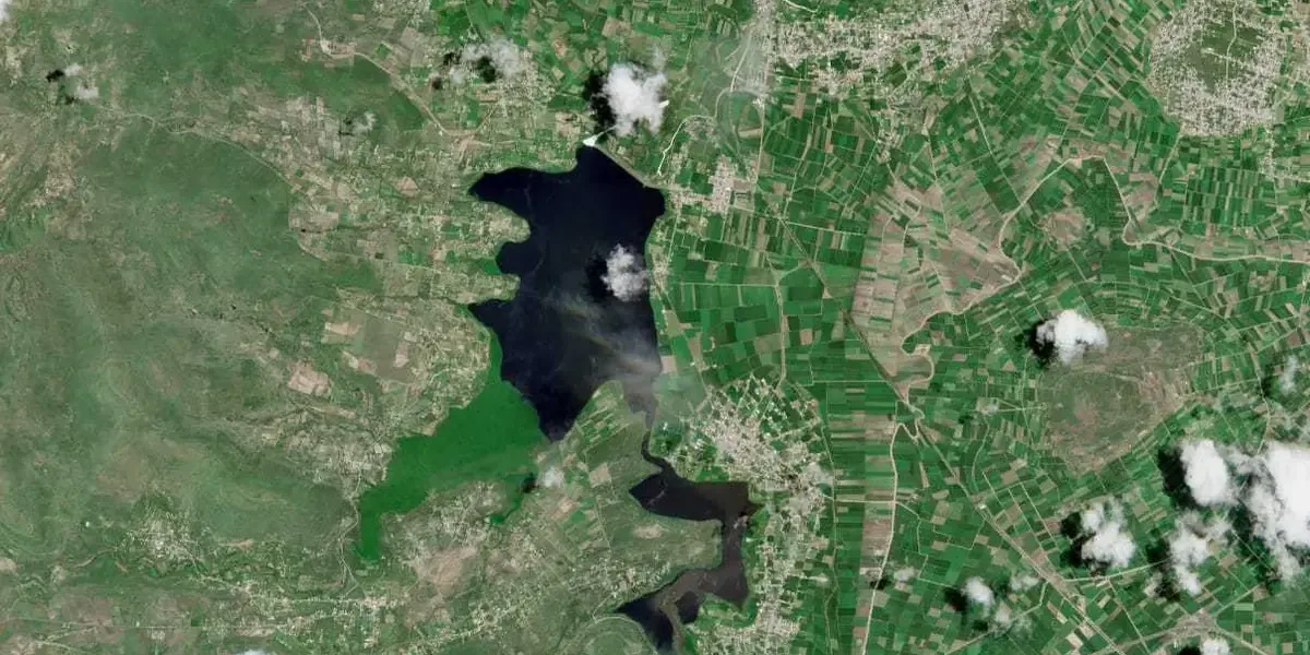 La reducción del lirio afecta la biodiversidad y la calidad del agua en la región.