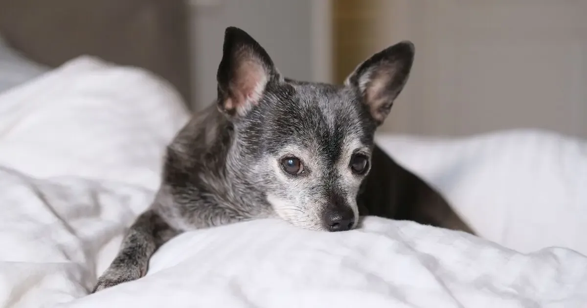 Lo que parecía un pequeño chihuahua resultó ser un labrador de 95 libras.