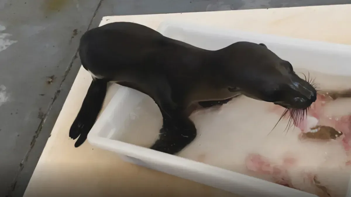 Cuatro lobos marinos de California fueron liberados luego de ser rescatados y rehabilitados por varias instituciones en Baja California Sur.