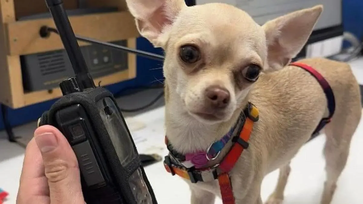 La colaboración ciudadana es clave para la recuperación de mascotas robadas.