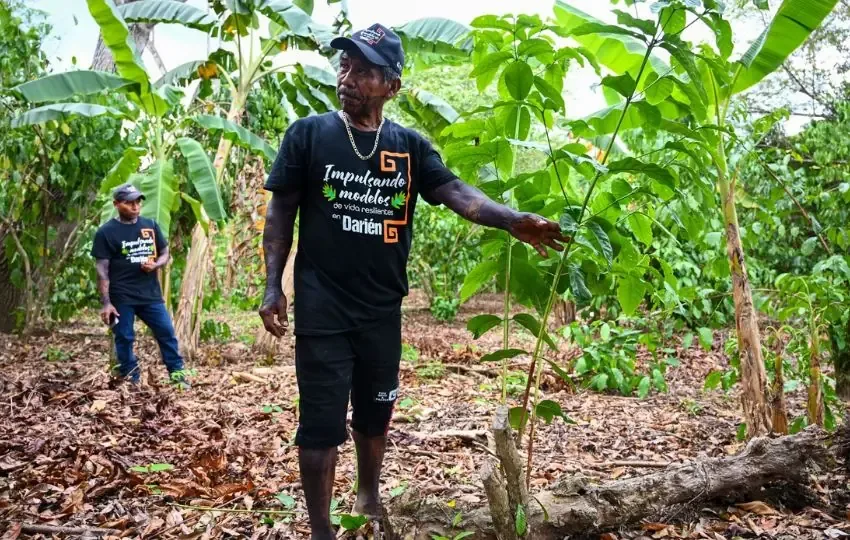 Los agricultores de Cerro Naipe mejoran su calidad de vida a través de técnicas innovadoras en cultivo y producción.