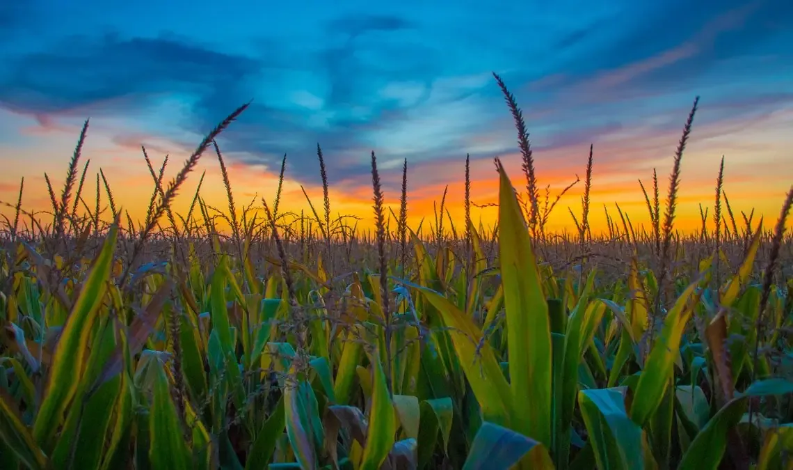 Los agricultores de Illinois emplean visas H-2A para cubrir la falta de trabajadores.
