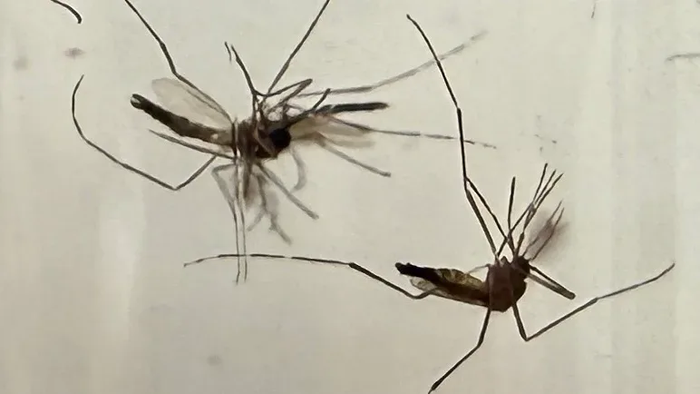 "Los brigadistas trabajan en la limpieza y prevención de dengue en Guanajuato."