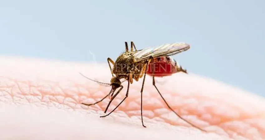 "Los Cabos implementa una estrategia biológica para combatir el dengue."