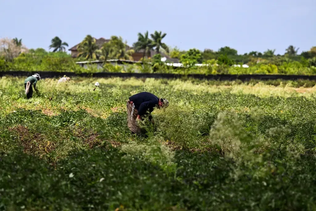 Los cambios en la visa H-2A buscan aliviar costos para agricultores, pero impactan a trabajadores.