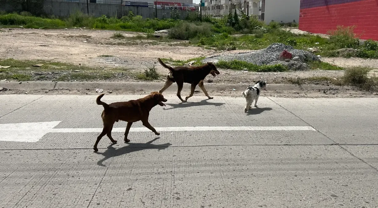 “Los perros callejeros en Guanajuato son responsables de múltiples ataques en enero.”