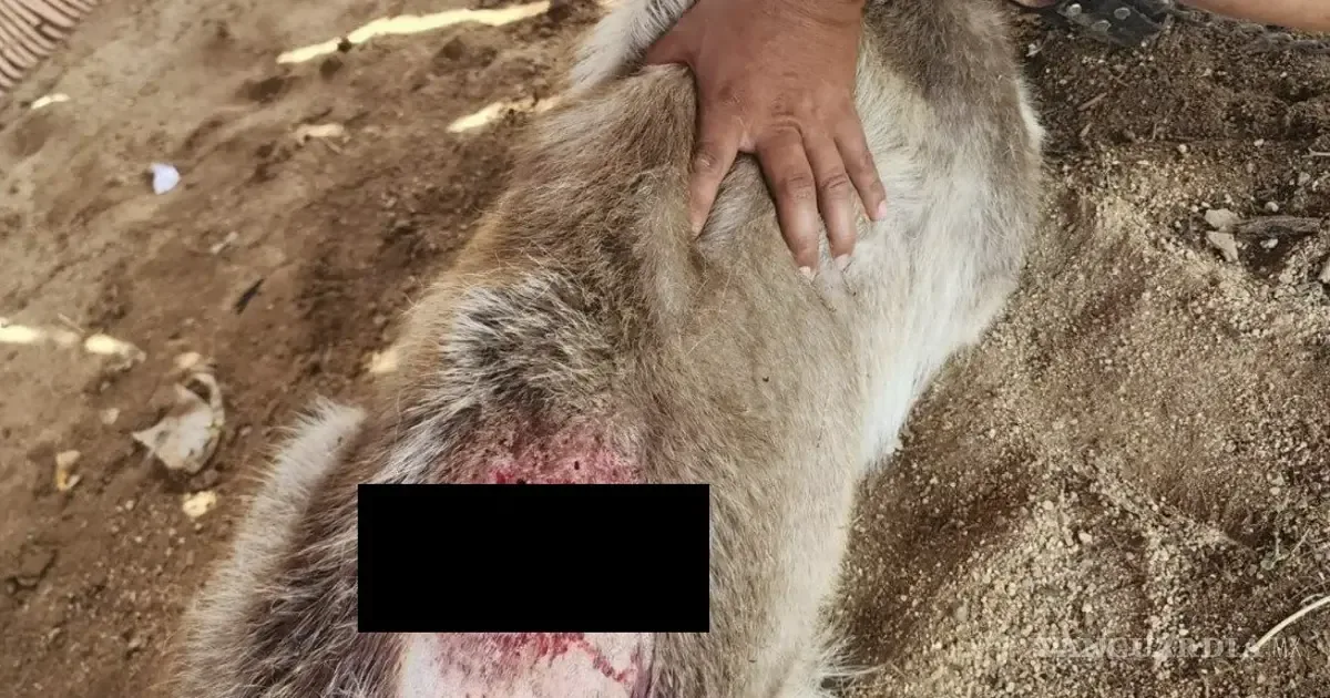 Los veterinarios llaman a reforzar la higiene y fumigación tras dos casos confirmados de infestación en canes.