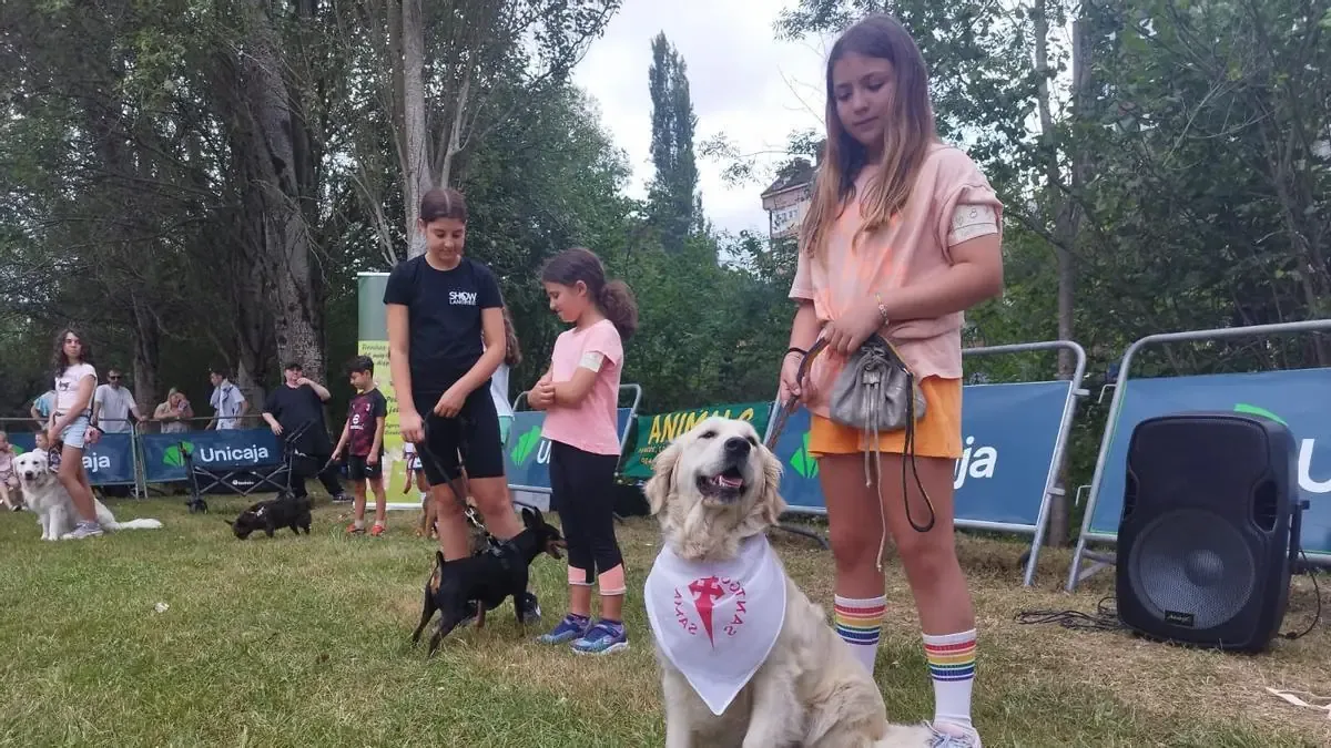 Este evento resalta el talento y la agilidad de los perros en una competencia familiar.