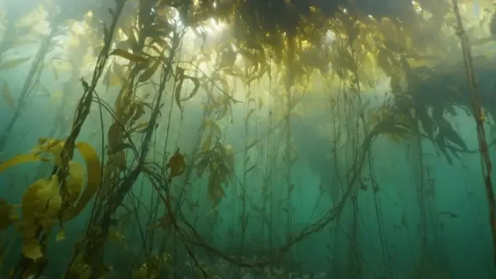 Investigadores descubren propiedades antitumorales en compuestos de alga de Magallanes.