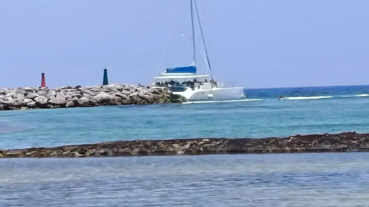 La colaboración incluye equipo y personal para la recolección y limpieza de playas afectadas por el alga.