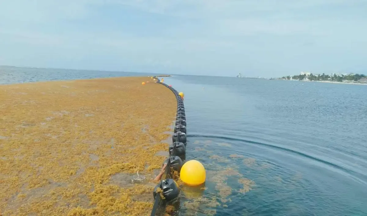 El Gobierno federal implementa medidas para contener el sargazo antes de que llegue a las playas.