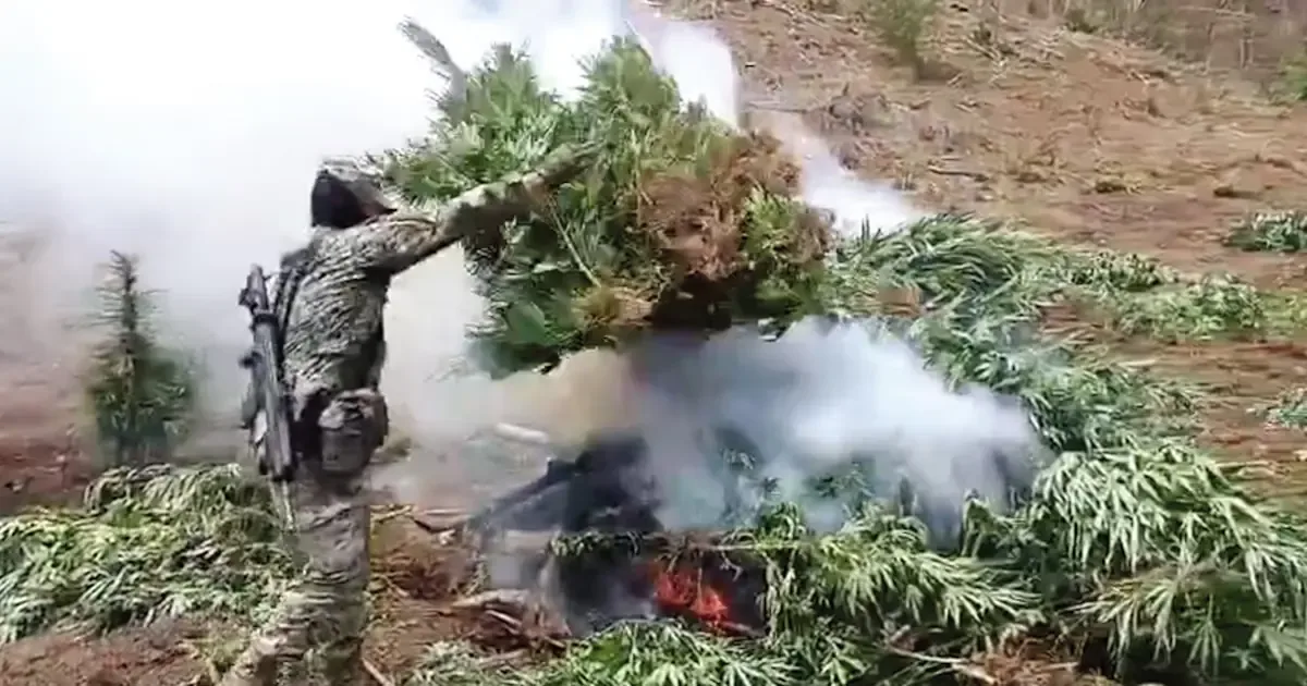 Esta acción busca combatir la producción y distribución de drogas en la región norte del país.