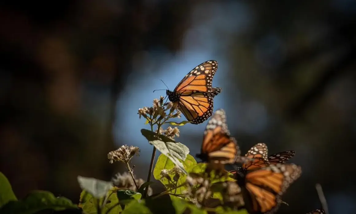 Mariposas Monarca adornan los bosques de Michoacán durante su migración invernal.