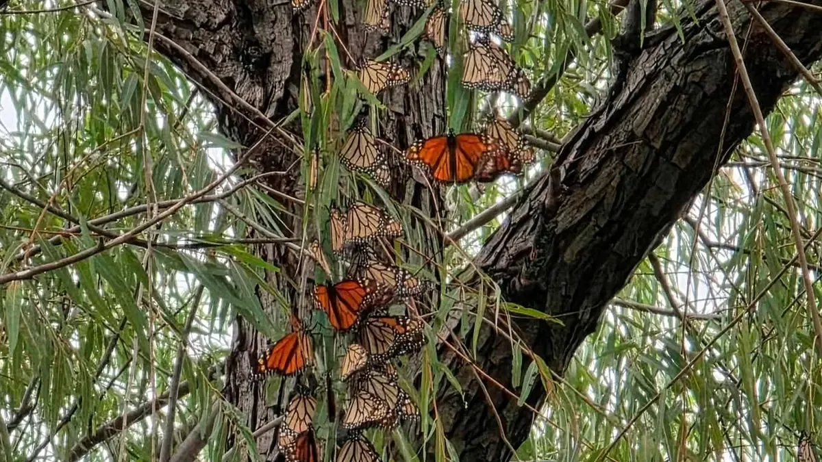 Las mariposas monarca se acercan a sus santuarios de hibernación en Michoacán, avistadas en Guanajuato.