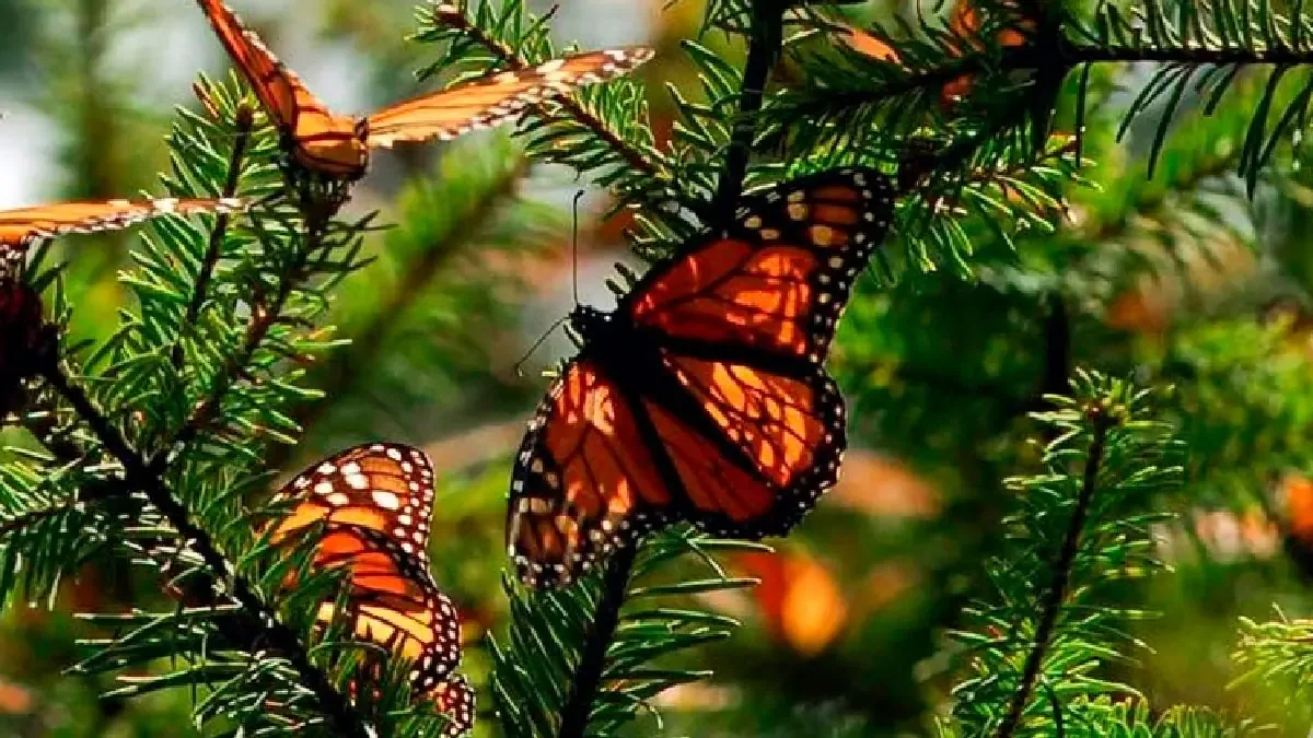 La migración de las mariposas monarca se ve afectada por condiciones climáticas adversas.