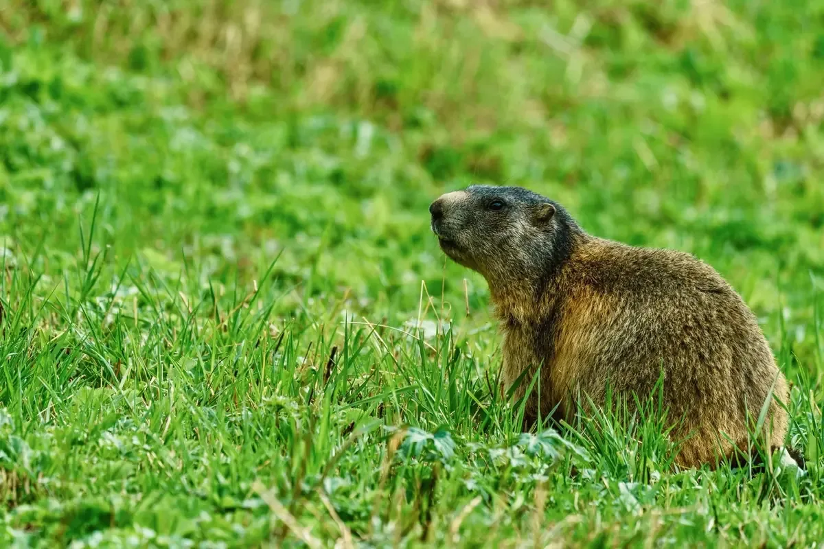 El Dr. Blumstein utiliza un enfoque innovador para financiar la investigación sobre marmotas en Colorado.