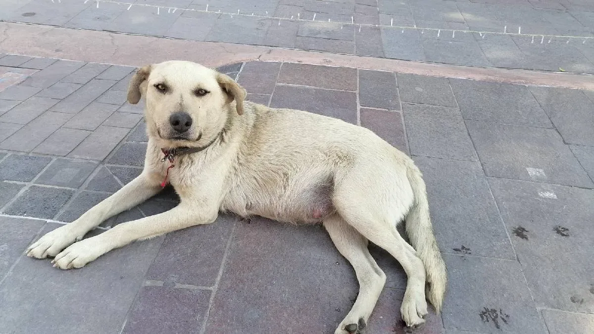 Mascotas resguardadas del frío en San Francisco del Rincón, Guanajuato.