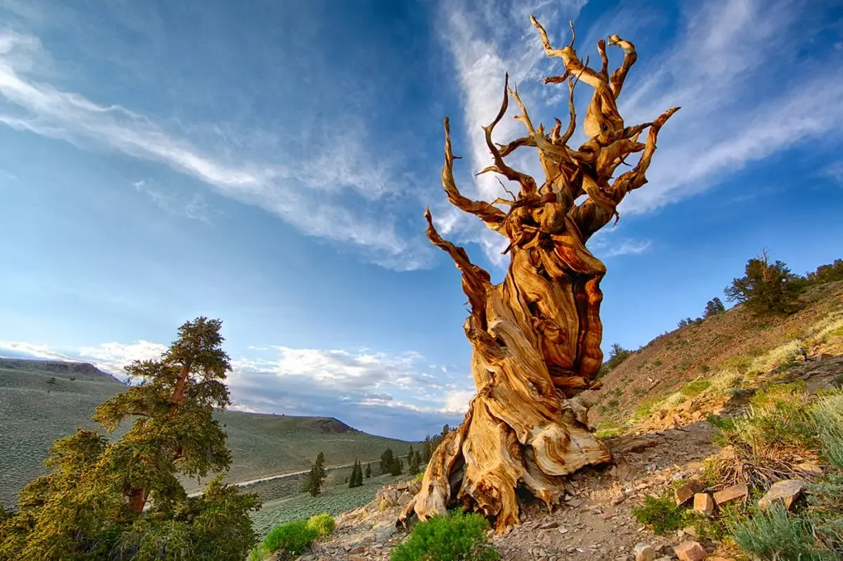 Matusalén, el pino más longevo, se alza majestuosamente en California.