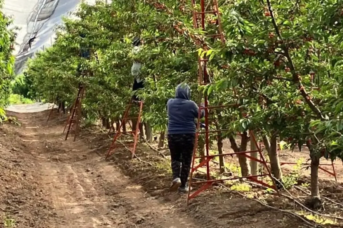 La crisis global del vino motiva a productores a explorar nuevos cultivos en la provincia argentina.