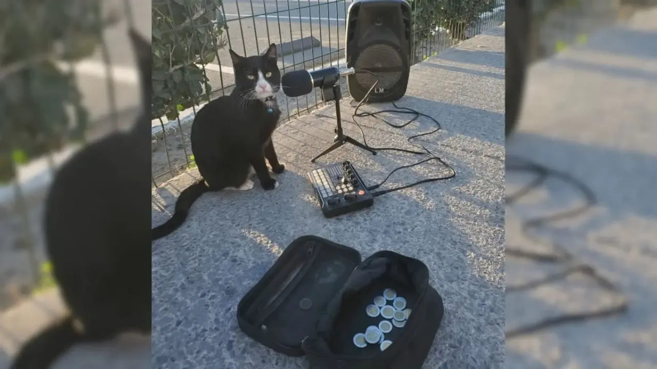Mermelada, el adorable gatito, y Vicente encantan en la Avenida Revolución.