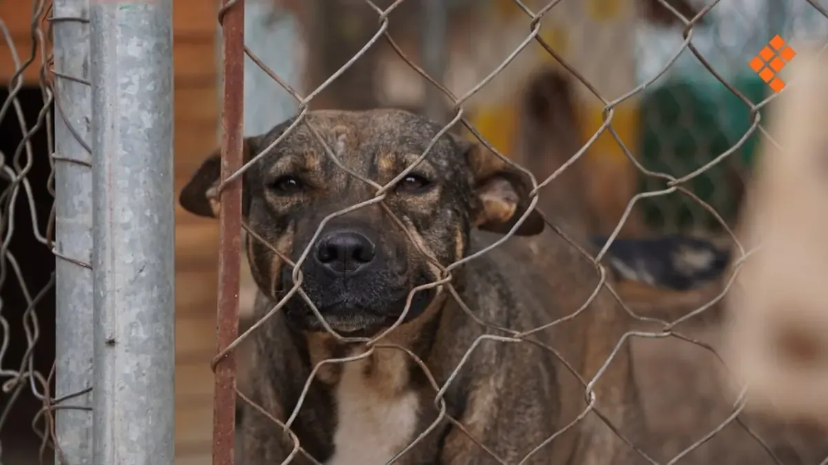 La Fiscalía confirma un aumento en las denuncias por agresiones a animales en el estado.