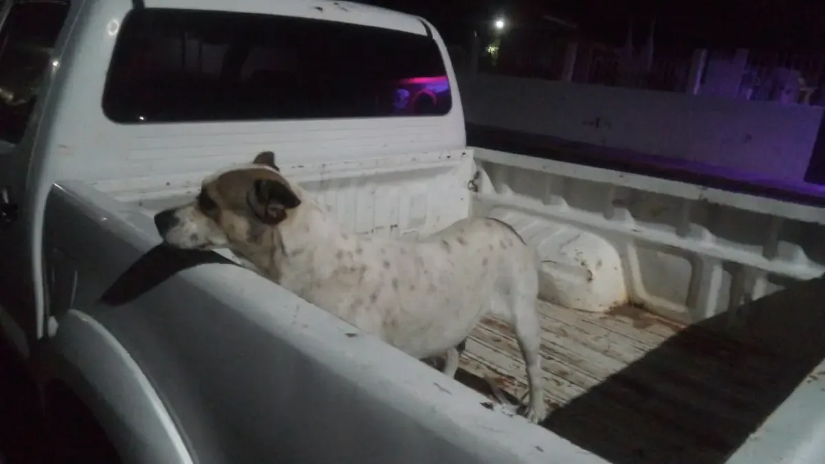 La Fiscalía identifica un caso de crueldad animal en Tanhuato y busca al agresor.
