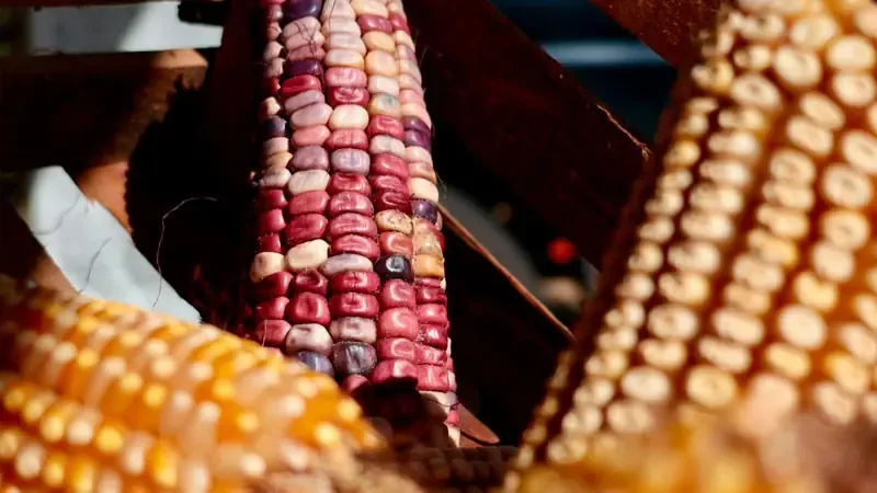 La iniciativa busca transformar la agricultura utilizando bioinsumos y prácticas agroecológicas para beneficiar a miles de familias.