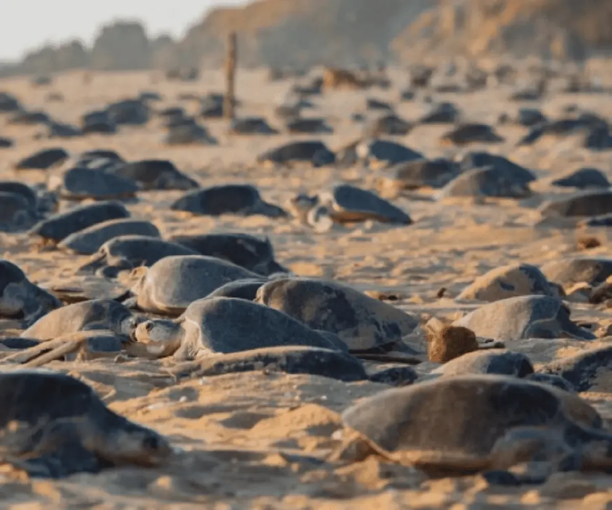 La liberación de tortugas marinas en Michoacán refuerza la conservación de estas especies vitales.