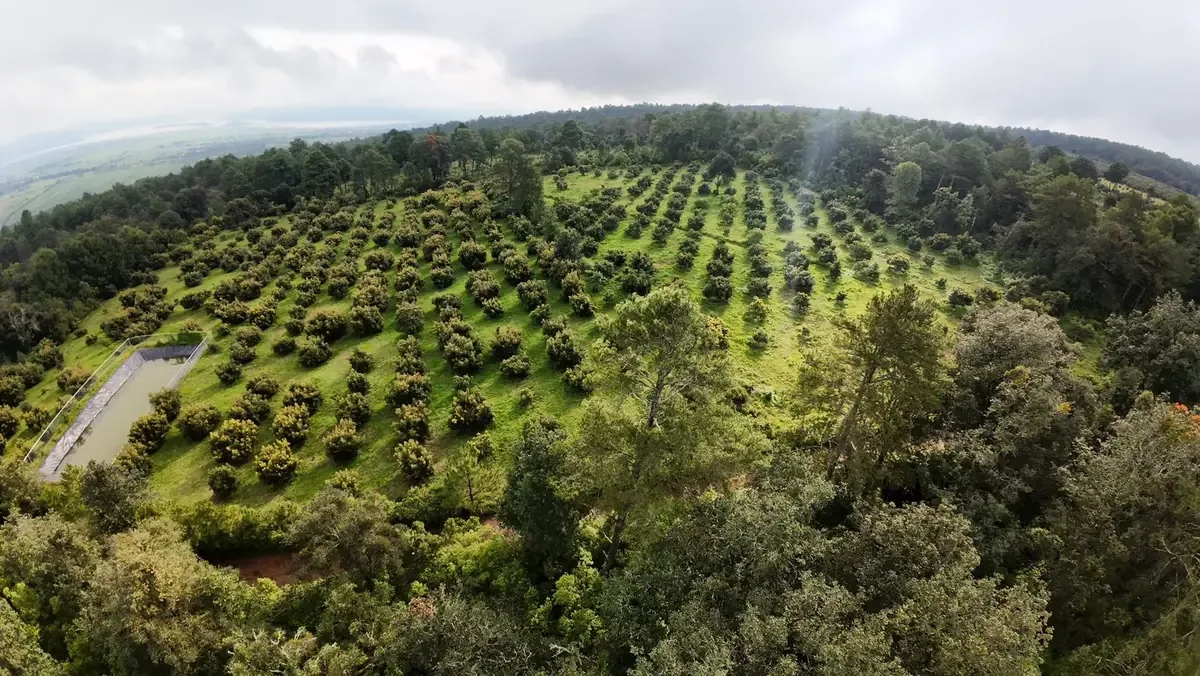 Las autoridades han implementado un sistema de vigilancia para combatir la deforestación en el estado.