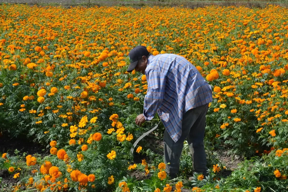 La producción de cempasúchil beneficiará a productores locales y la economía del estado en el Día de Muertos.