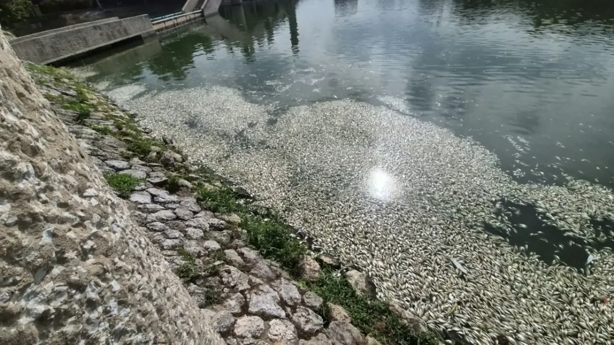 La mortandad de peces en la Laguna de las Ilusiones se atribuye a un fenómeno natural.