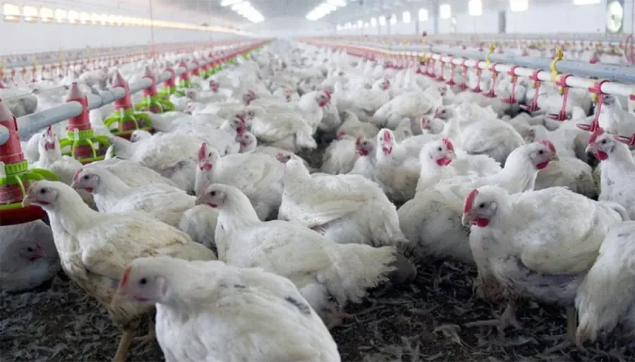 Miles de pollos murieron por una caída de tensión en plena ola de calor, afectando gravemente la producción avícola.