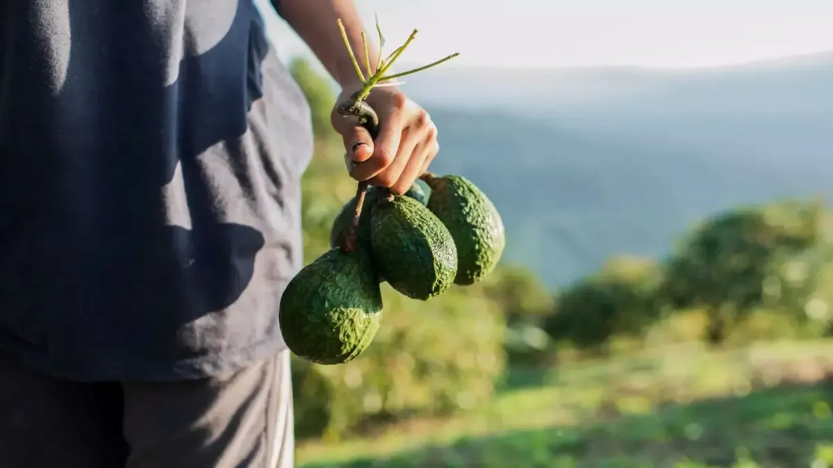 El ayuntamiento colabora en vías de comunicación para la agroexportación.