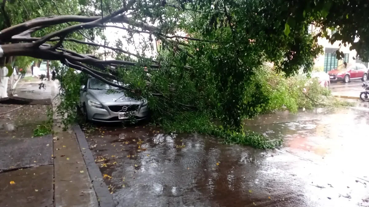 La caída de árboles en Morelia generó daños materiales, pero no hubo personas lesionadas.