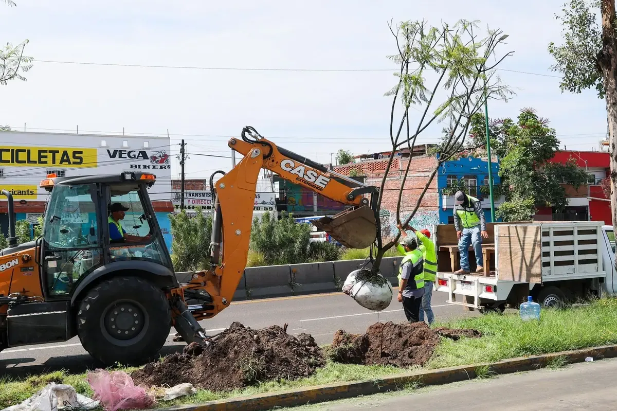La reubicación de árboles busca fortalecer la vegetación en áreas urbanas importantes de la capital de Michoacán.
