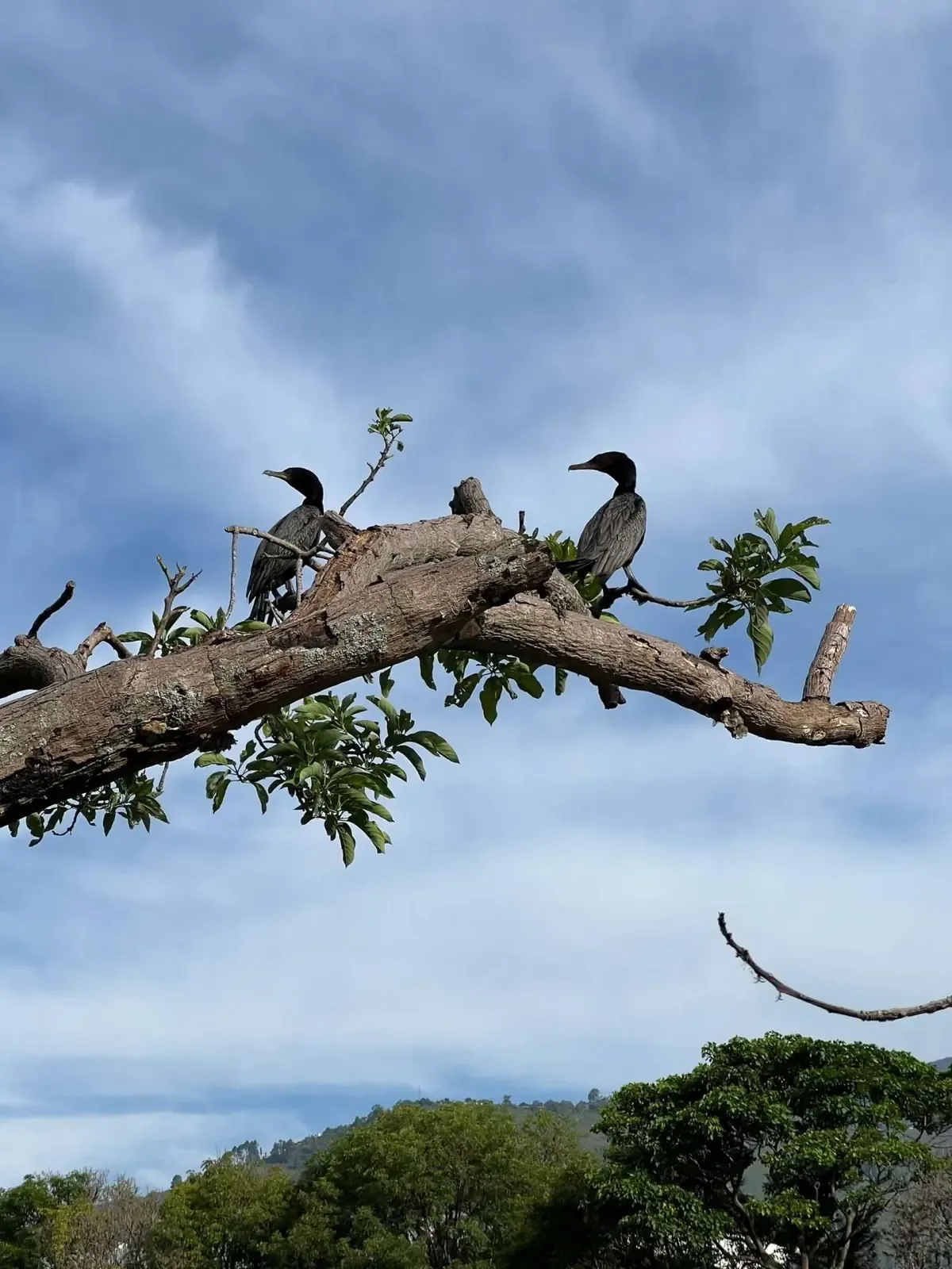 La iniciativa fomentó la observación de aves y el cuidado del medio ambiente en el estado.