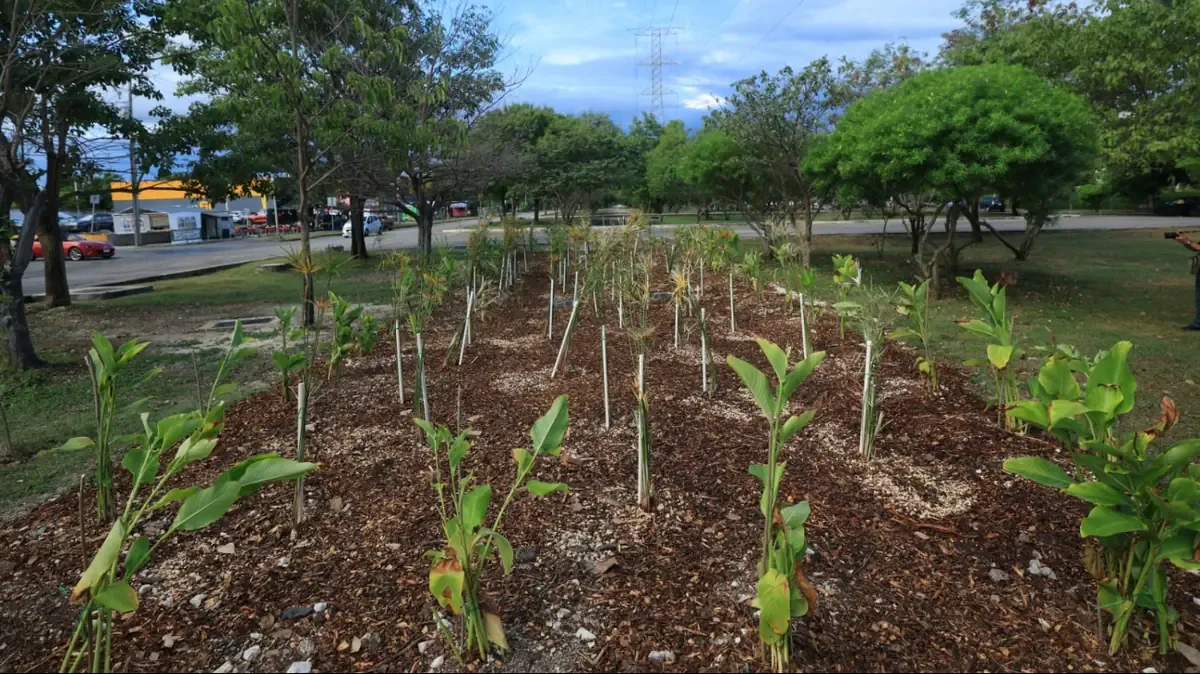 Este nuevo jardín busca mitigar encharcamientos y mejorar la movilidad urbana en la zona Poniente de Mérida.
