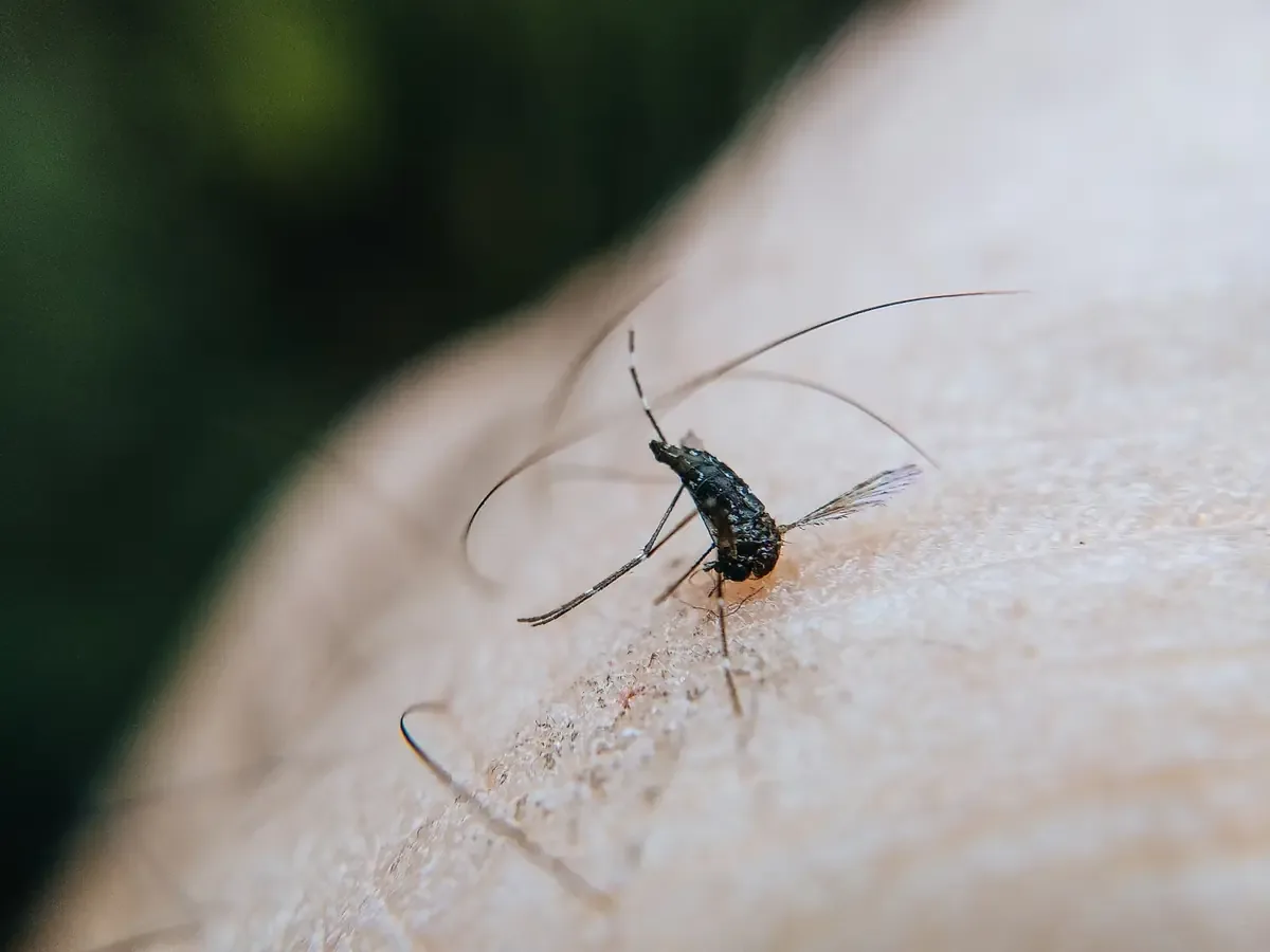La prevención del dengue se refuerza con intensas fumigaciones intradomiciliarias y educación comunitaria.