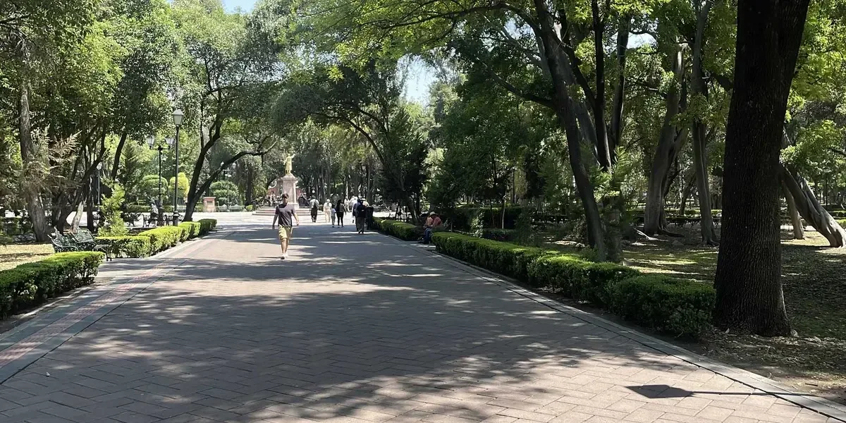 El aumento del muérdago en Querétaro plantea preocupaciones sobre la salud de sus icónicos árboles.