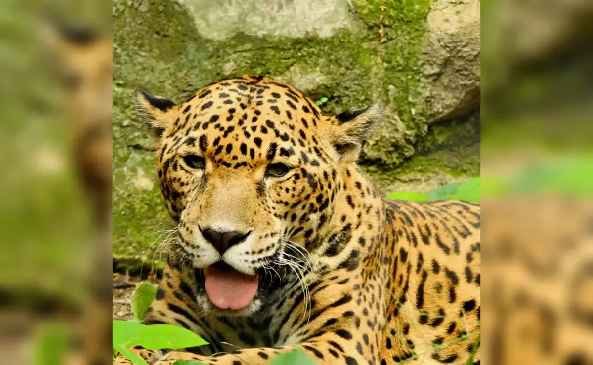 "Gaby" falleció en el zoológico Miguel Álvarez del Toro después de dos décadas de vida.