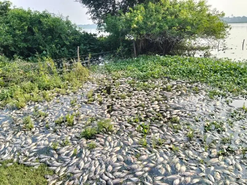 Autoridades locales investigan el origen del daño ecológico en la Cuenca del Papaloapan.