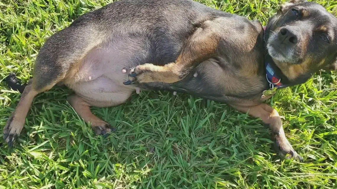 Mujer denuncia la muerte de su chihuahua tras ataque de pit bulls.