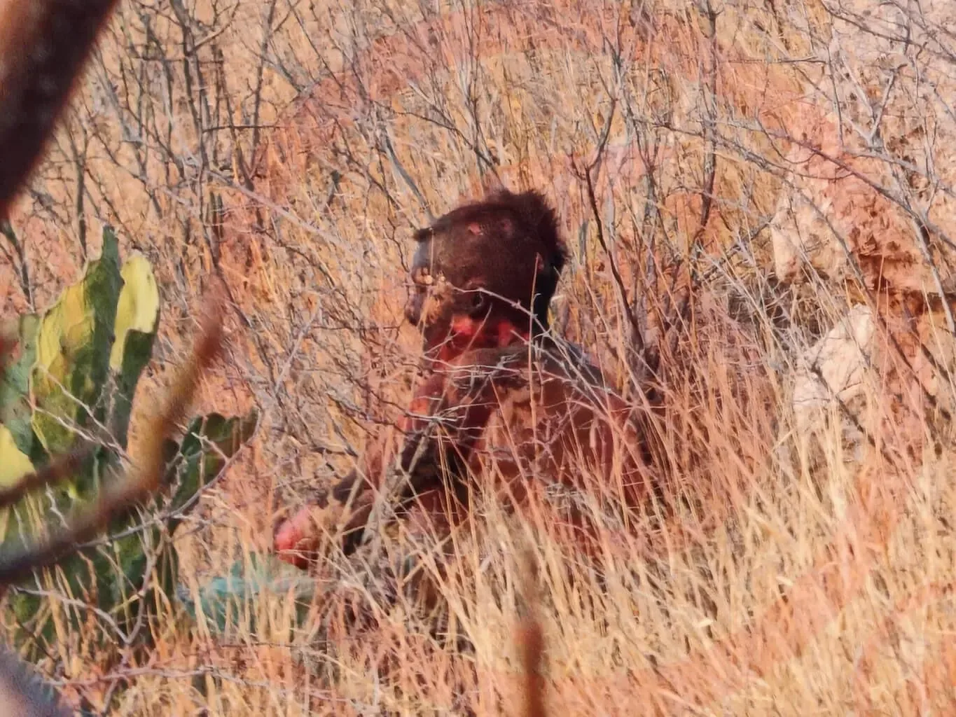 Mujer gravemente herida tras caer en fogata en Cerro de la Cruz, Chihuahua.