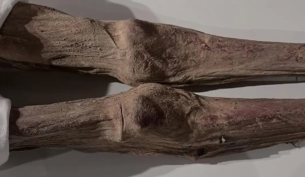 El descubrimiento de momias en Quinto transforma la comprensión de la historia funeraria en España.
